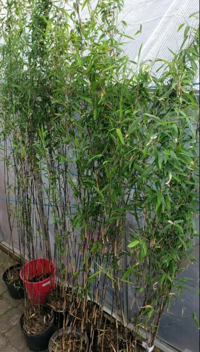 Bamboo Volcano . Delivery available - Image 2