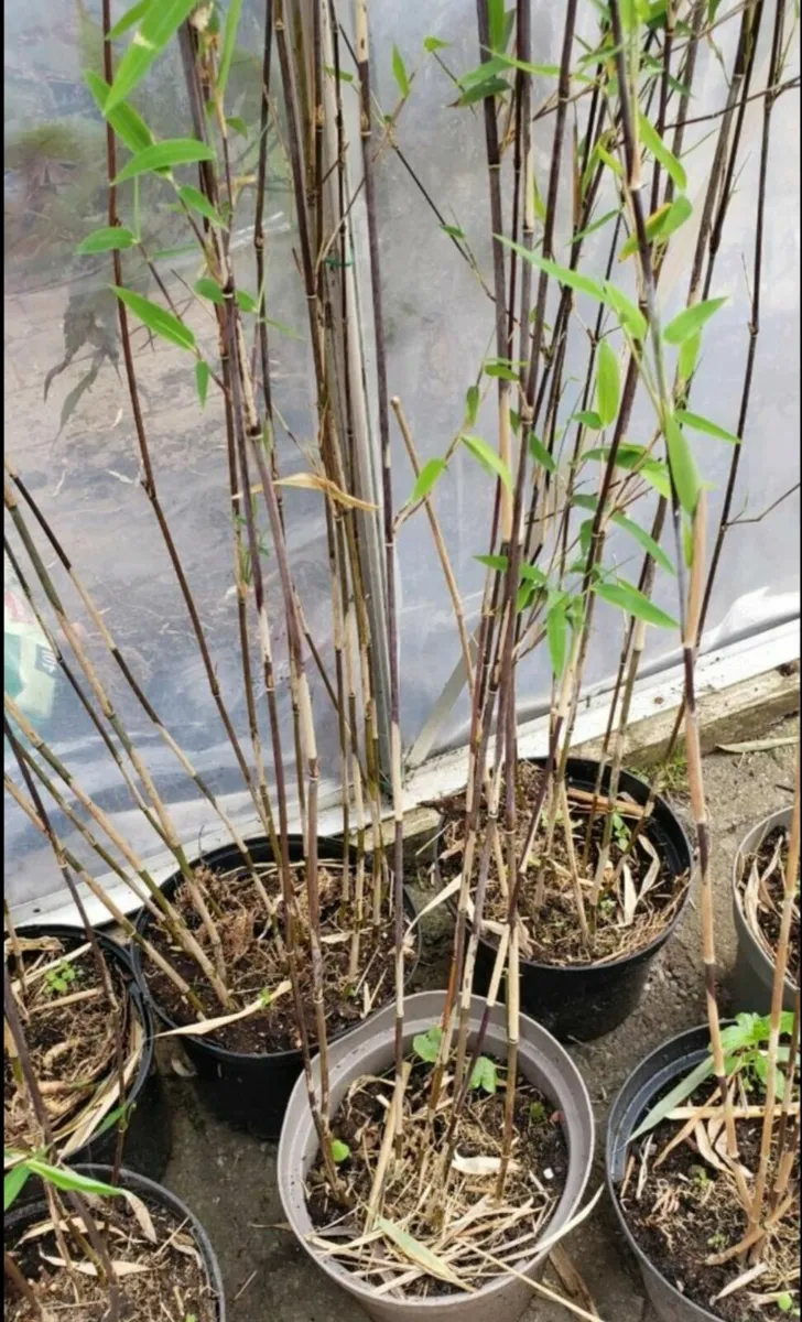 Bamboo Volcano . Delivery available - Image 3