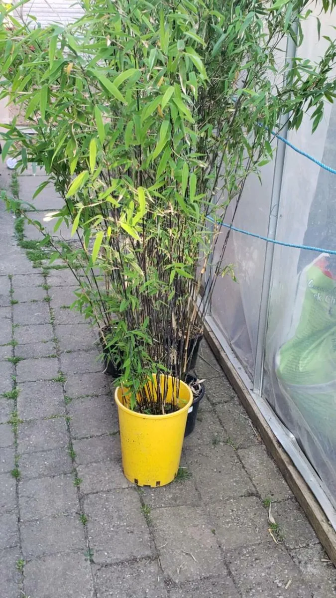 Bamboo Volcano . Delivery available - Image 4