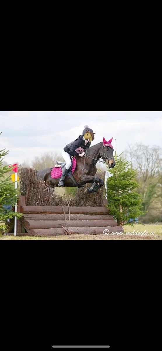 Horse - Image 1