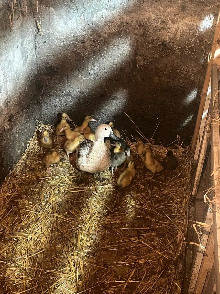 Ducklings and ducks - Image 1