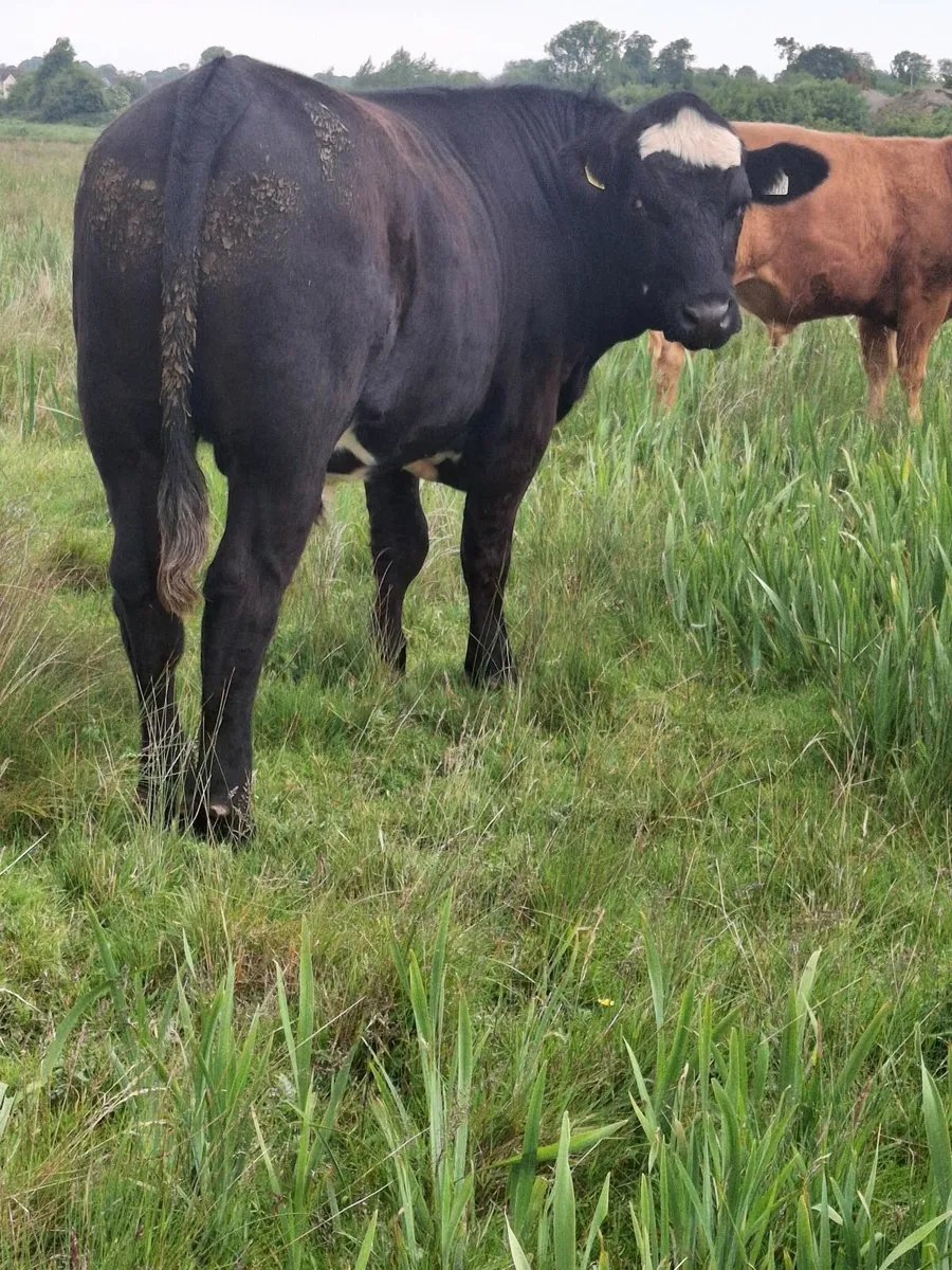 Certified Organic Bullocks - Image 2