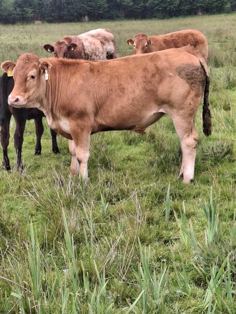 Certified Organic Bullocks - Image 3