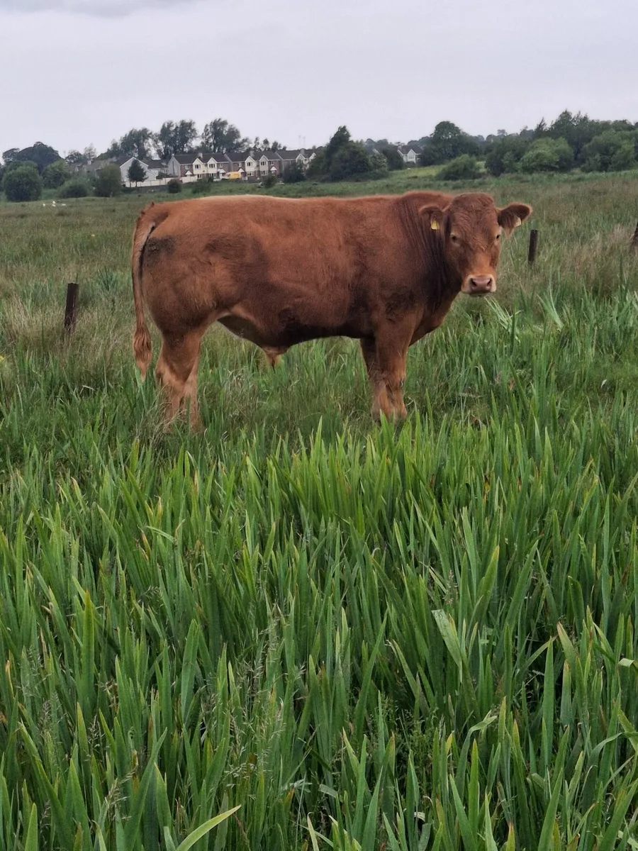 Certified Organic Bullocks - Image 1