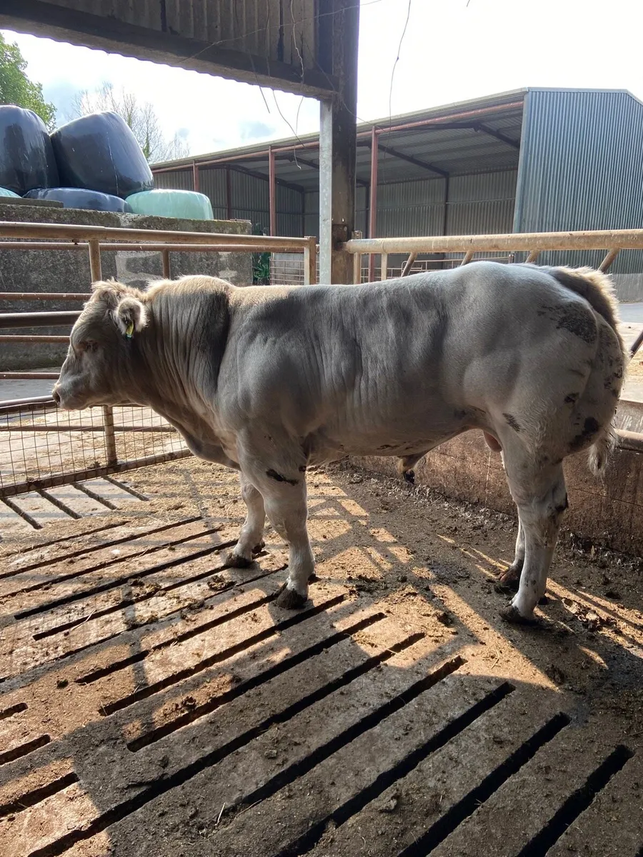 Kilcullen mart bulls - Image 1