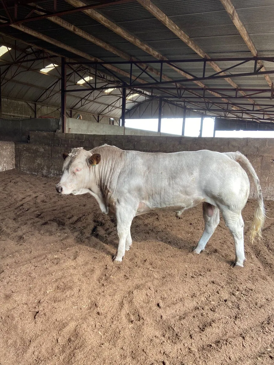 Kilcullen mart bulls - Image 2