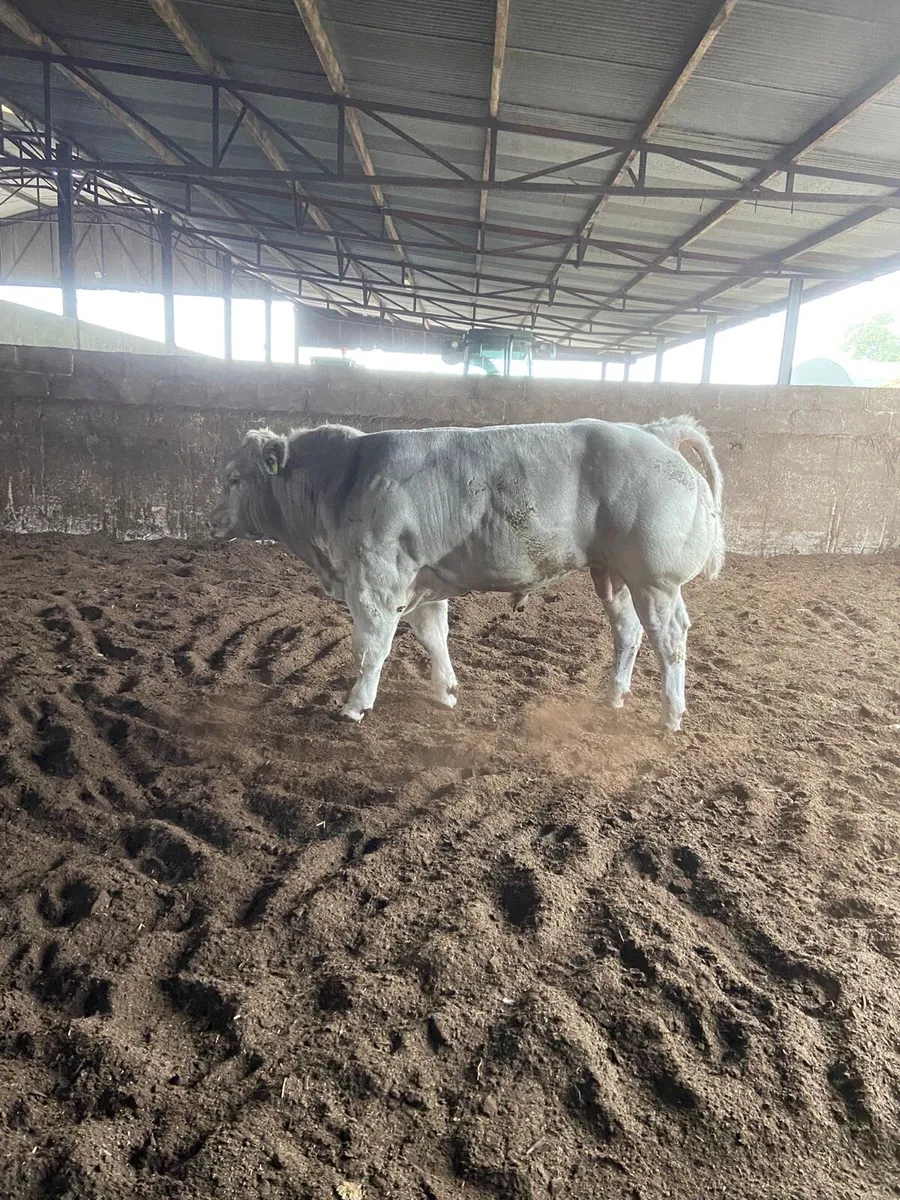 Kilcullen mart bulls - Image 3