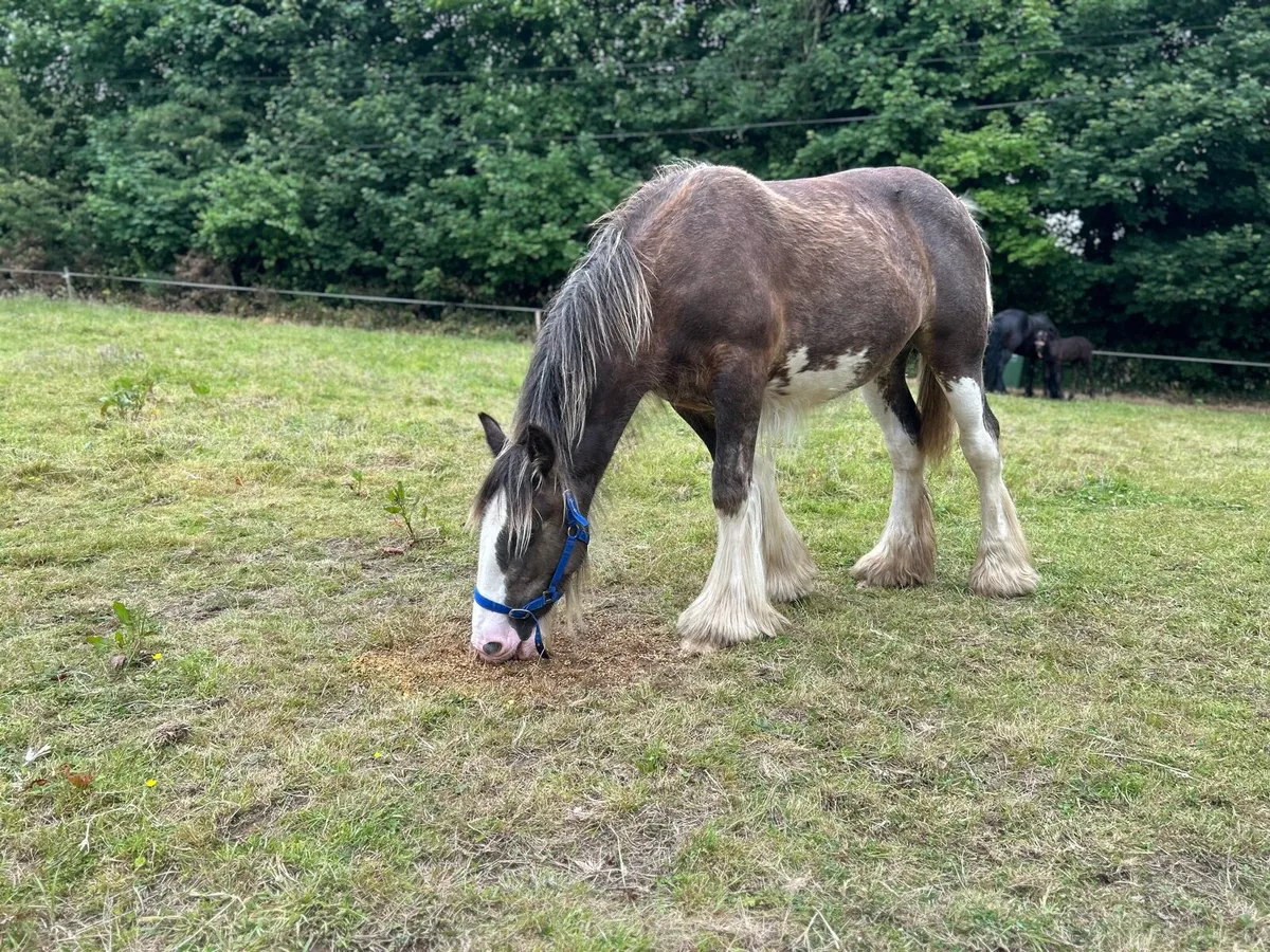 11 months old filly - Image 1