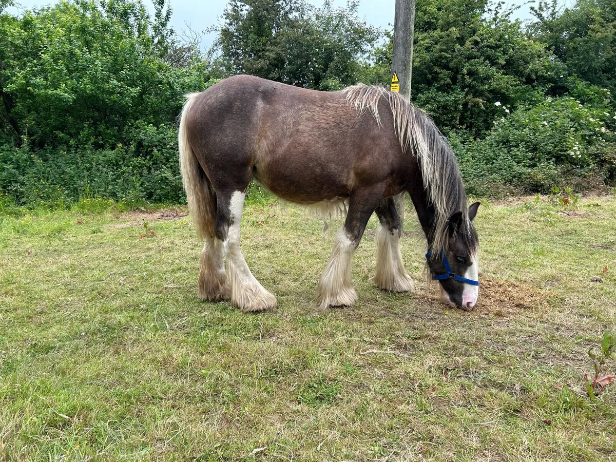 11 months old filly - Image 2