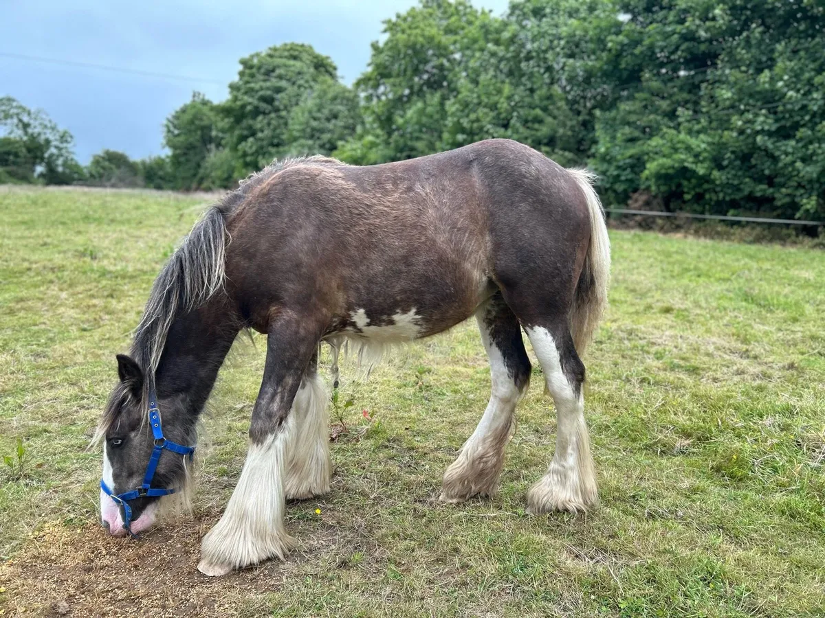 11 months old filly - Image 3