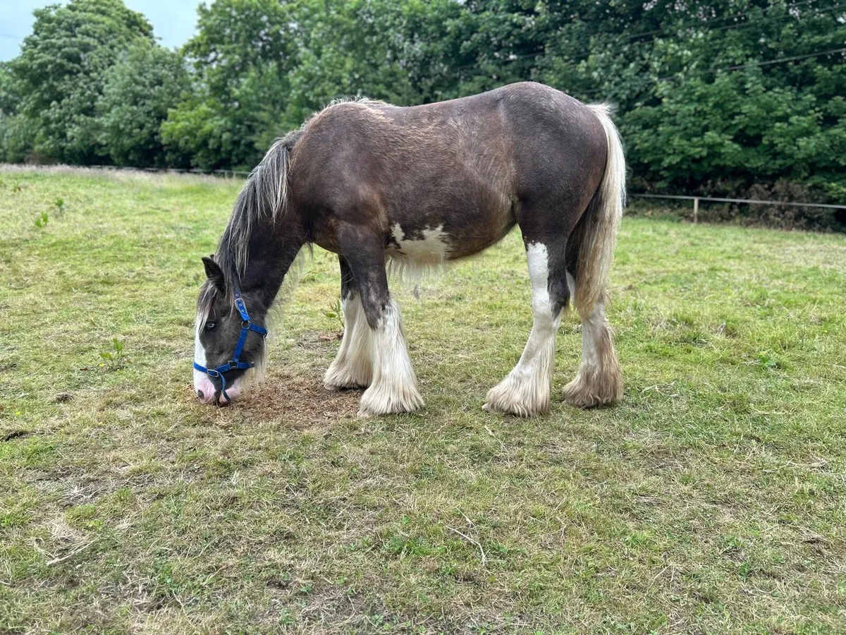 11 months old filly - Image 4