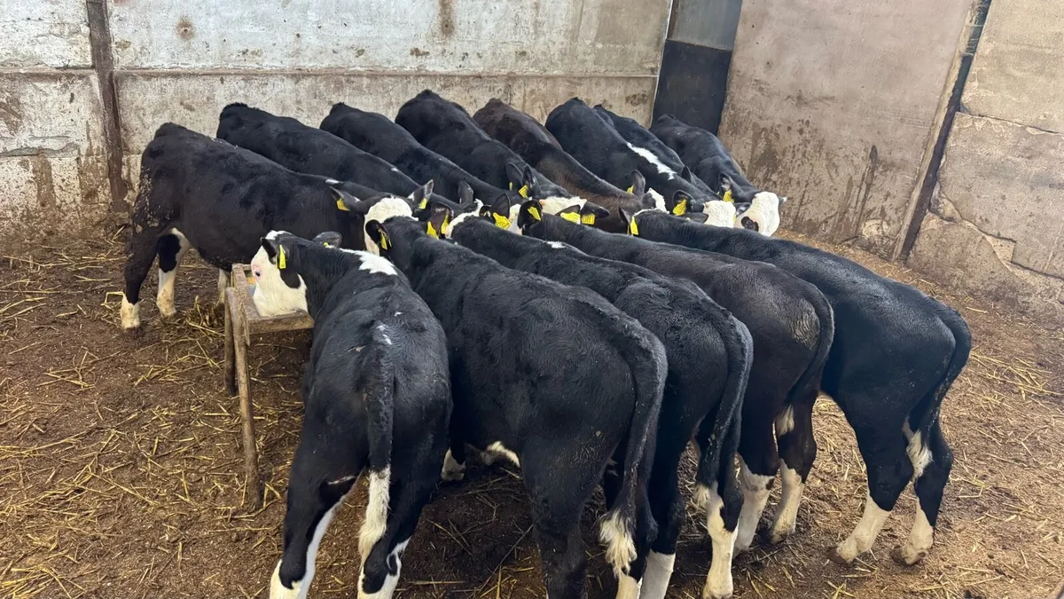 Hereford Bulls - Image 1