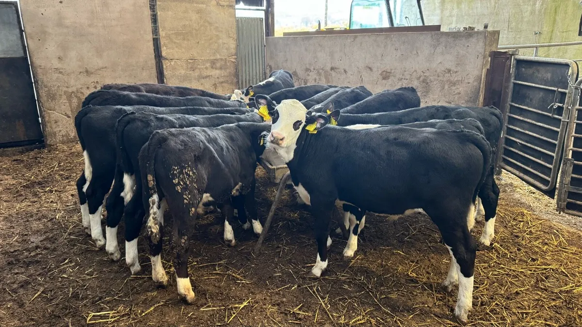 Hereford Bulls - Image 4
