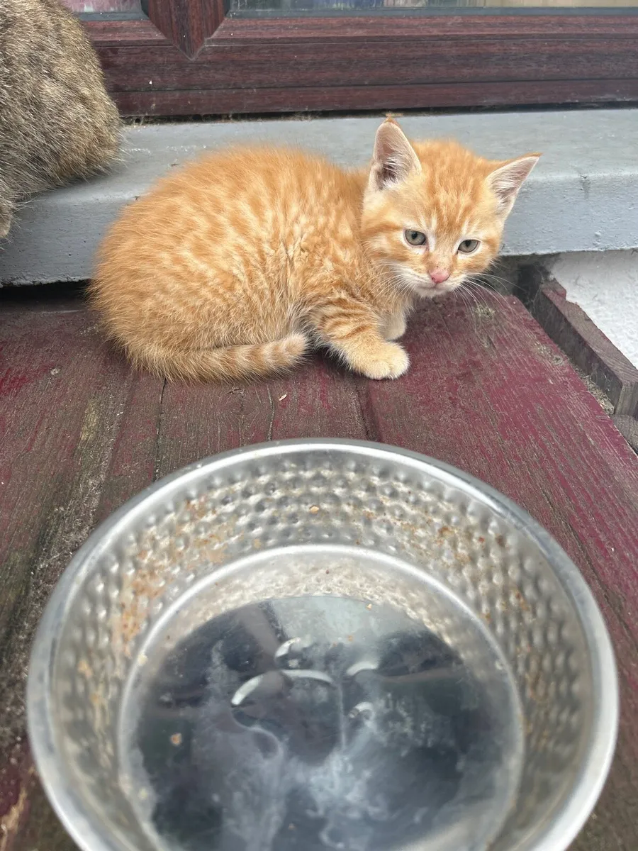 Kittens