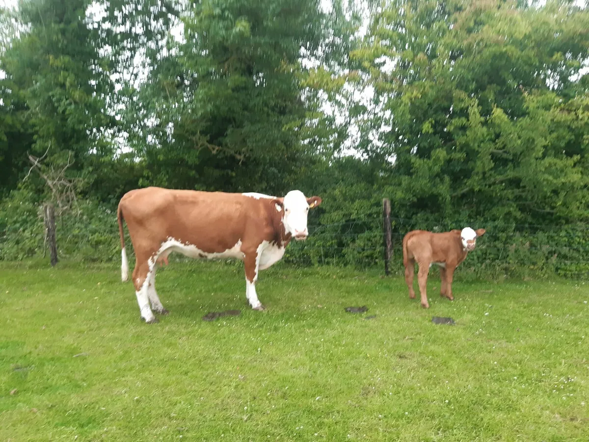 HR Cow with super Lim bull calf - Image 1