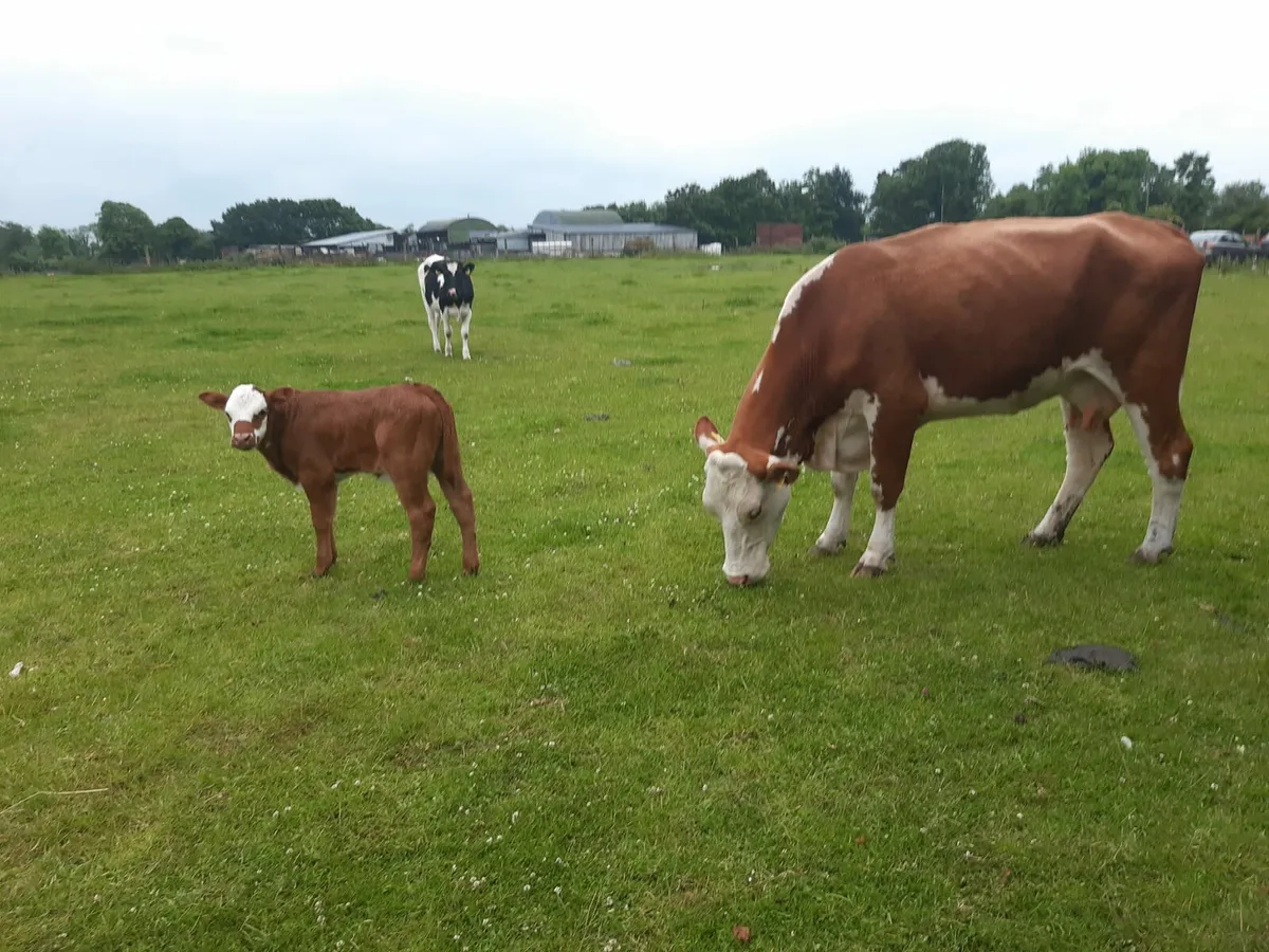 HR Cow with super Lim bull calf - Image 2