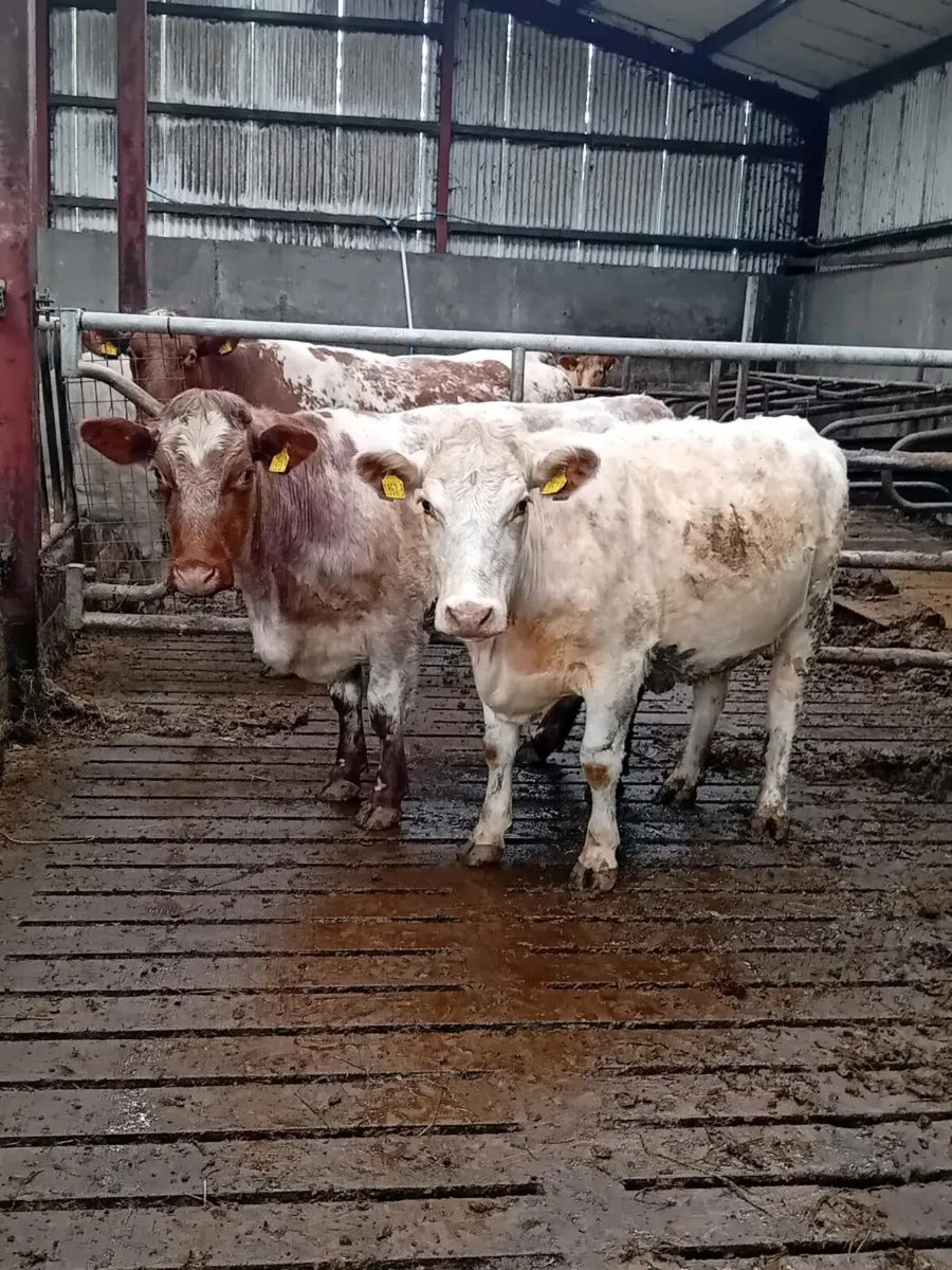 Shorthorn heifers - Image 1
