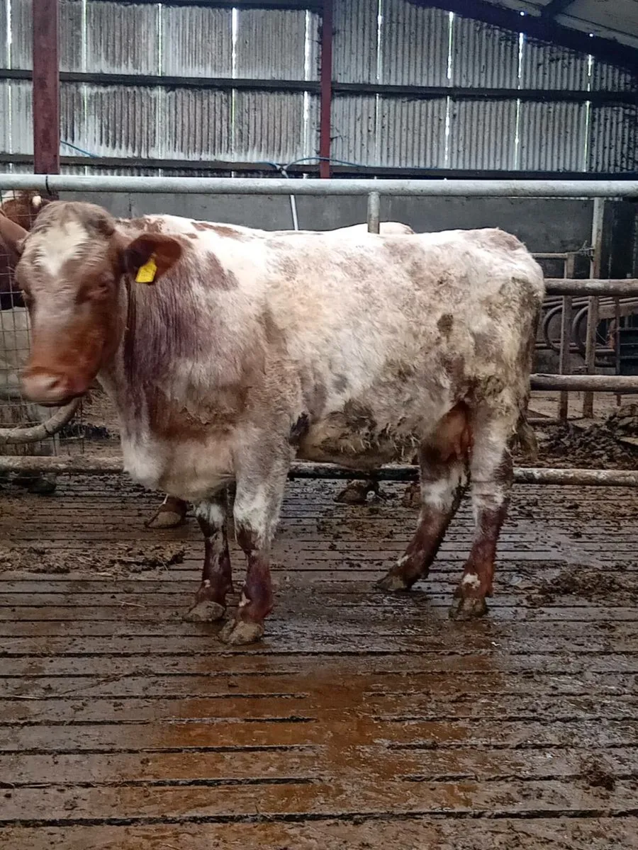 Shorthorn heifers - Image 2