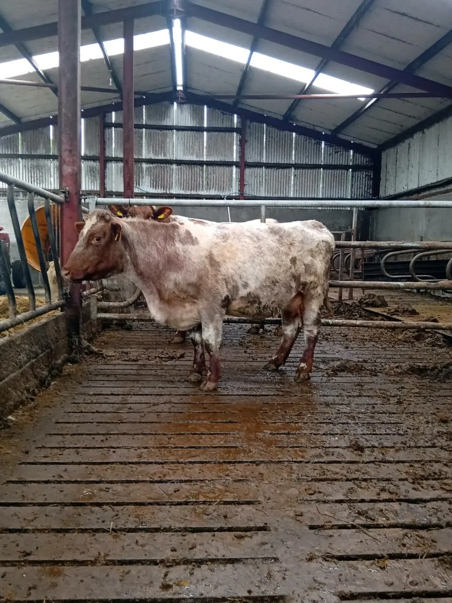Shorthorn heifers - Image 3