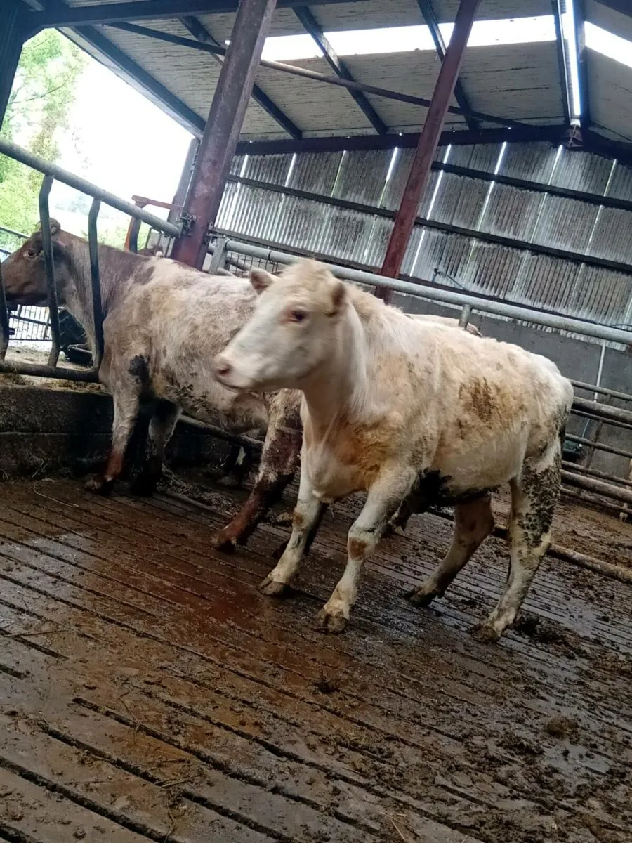 Shorthorn heifers - Image 4