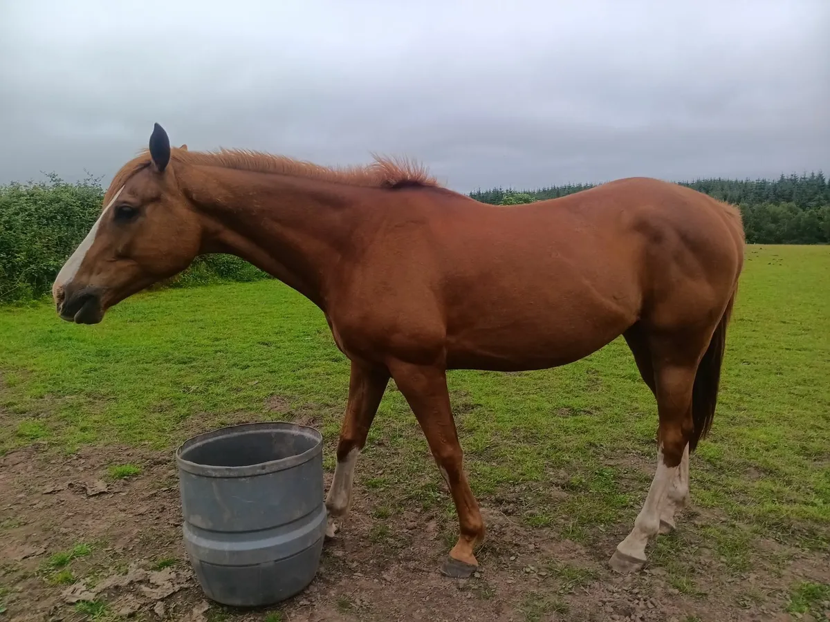 Horses 6 year old tb - Image 1