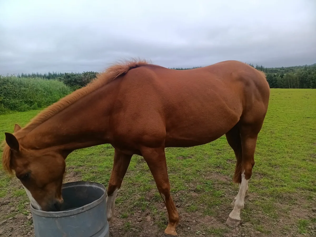 Horses 6 year old tb - Image 2