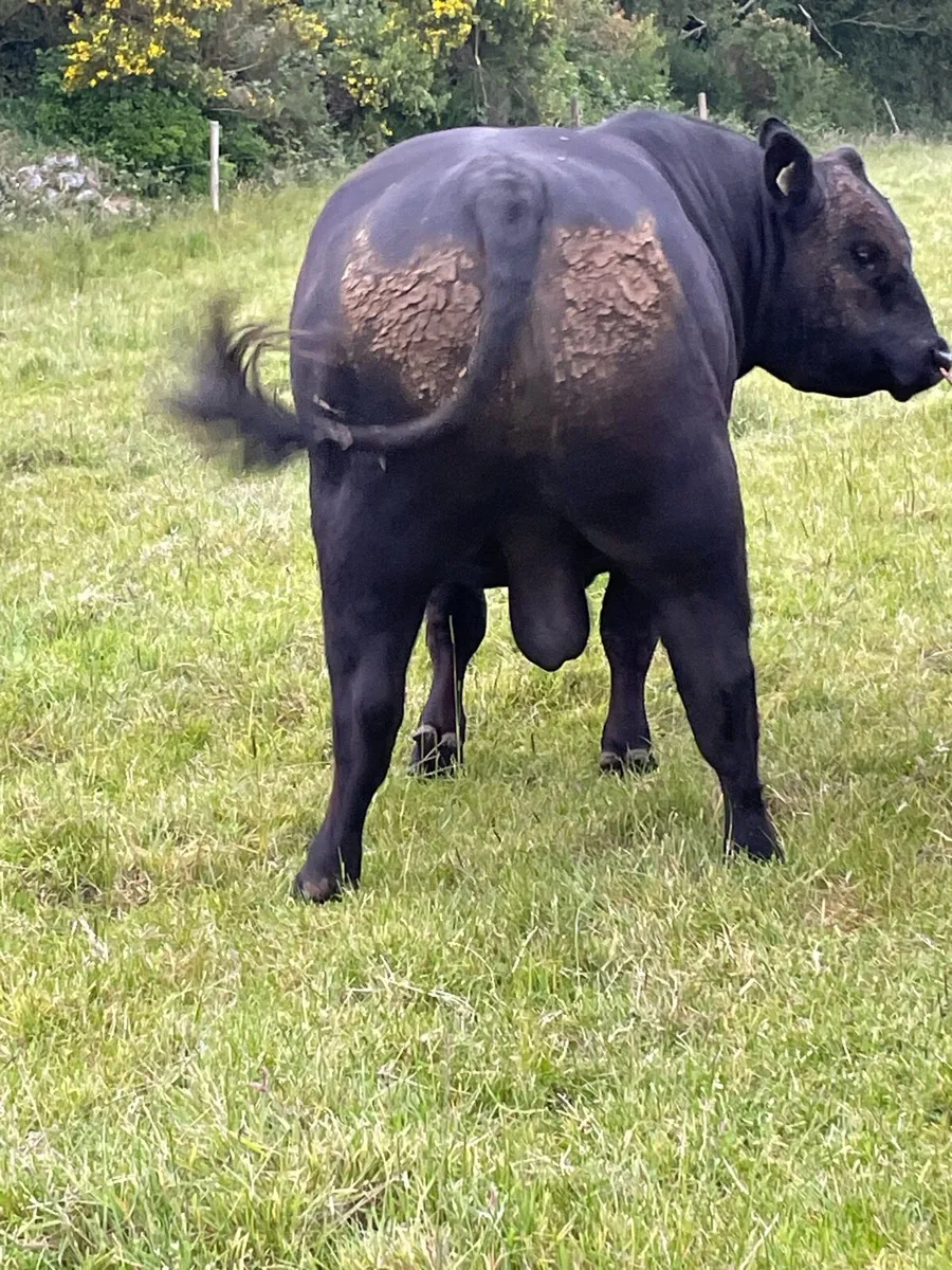SUPER HW FARGHAL 4640 ANGUS BULL - Image 3