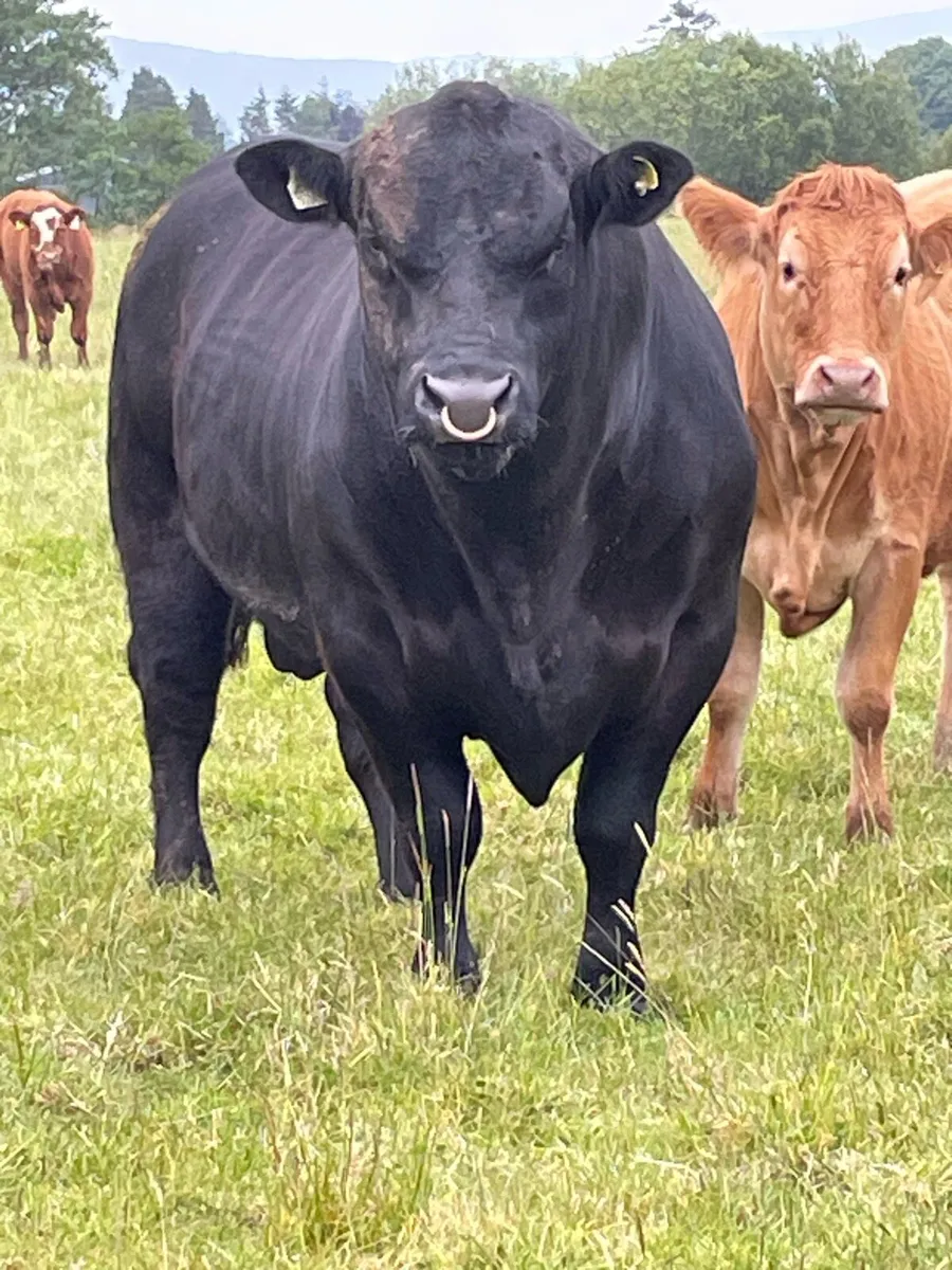 SUPER HW FARGHAL 4640 ANGUS BULL - Image 2