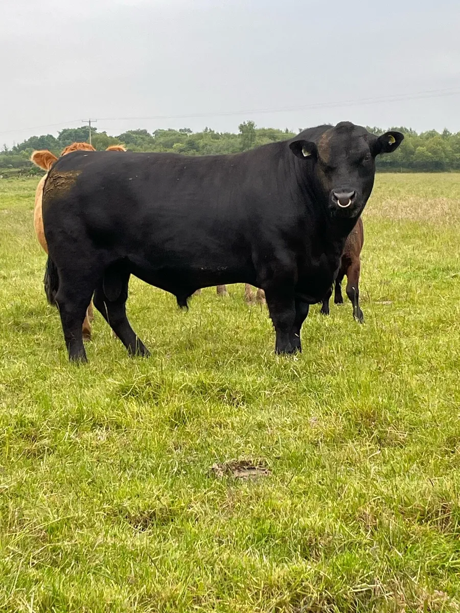 SUPER HW FARGHAL 4640 ANGUS BULL - Image 1