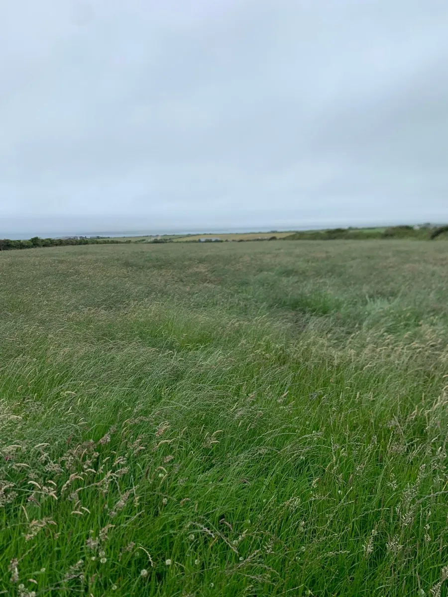 Silage - Image 2