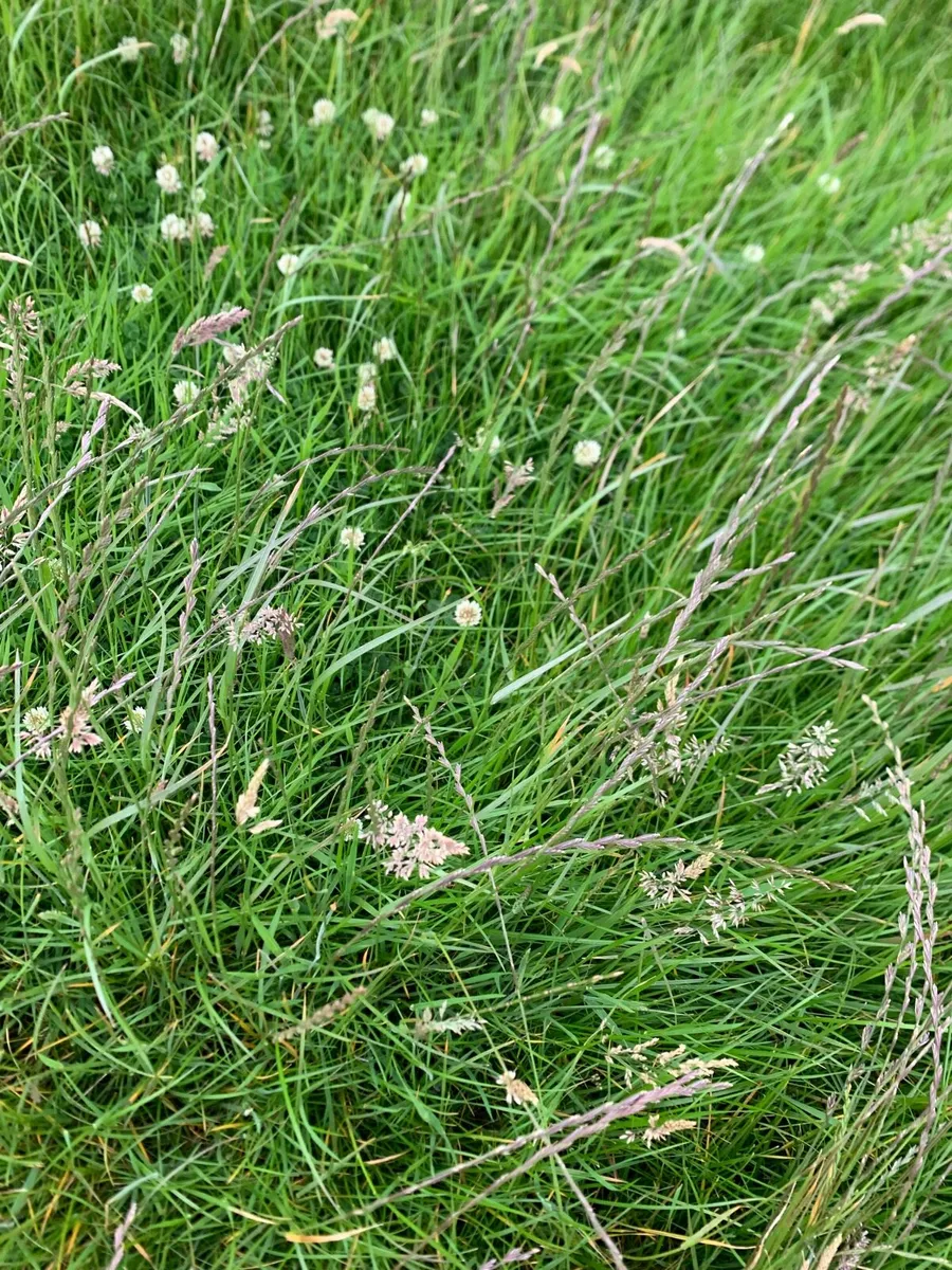 Silage - Image 3
