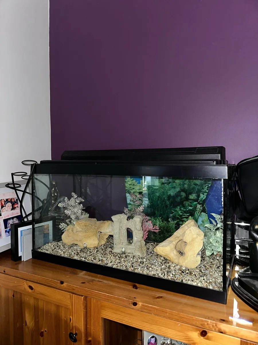 Fish tank