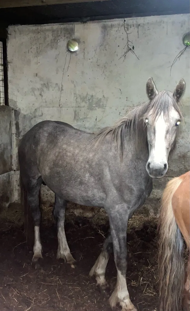 Colts For Sale - Image 4