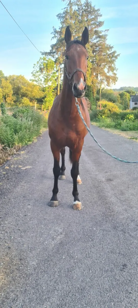 TIH  horse - Image 2