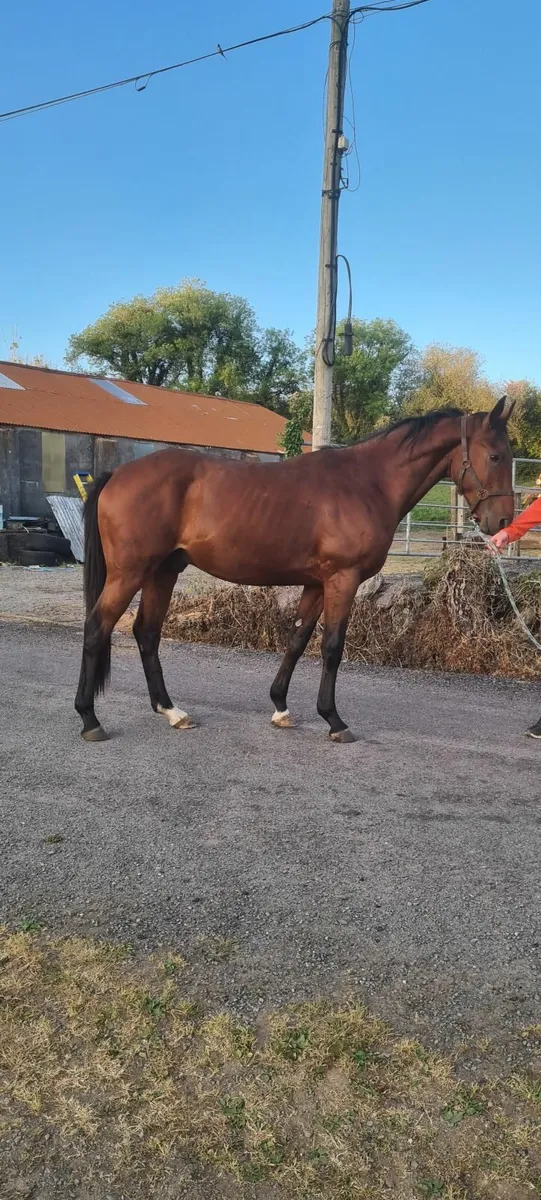 TIH  horse - Image 1