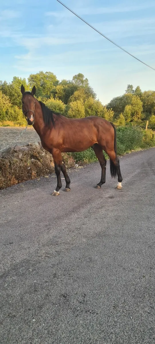TIH  horse - Image 3