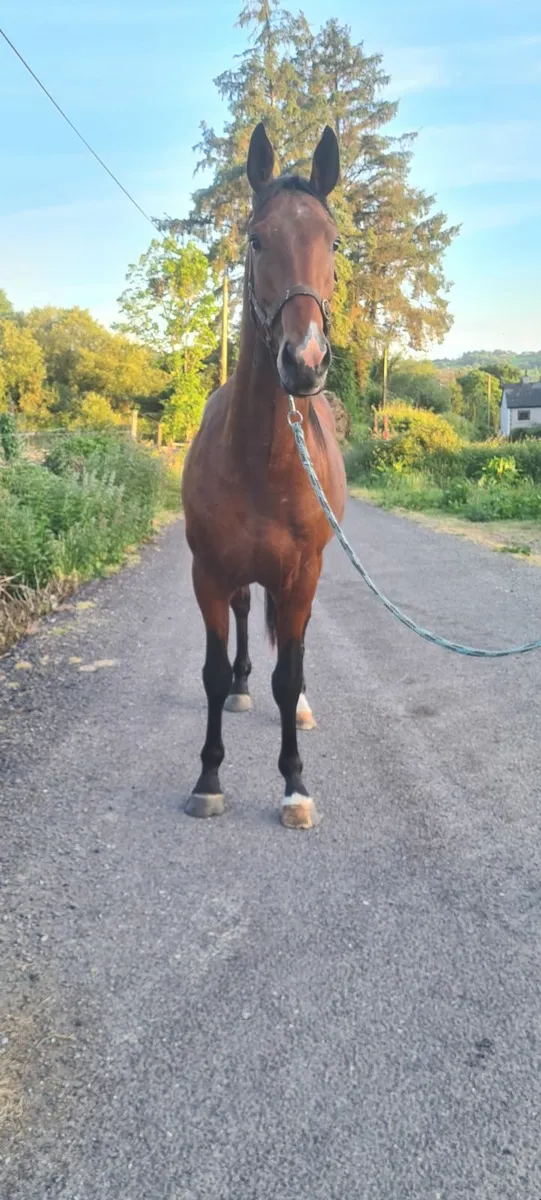TIH  horse - Image 4