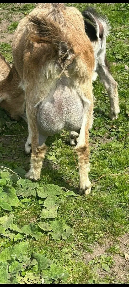 Looking for a milking goat