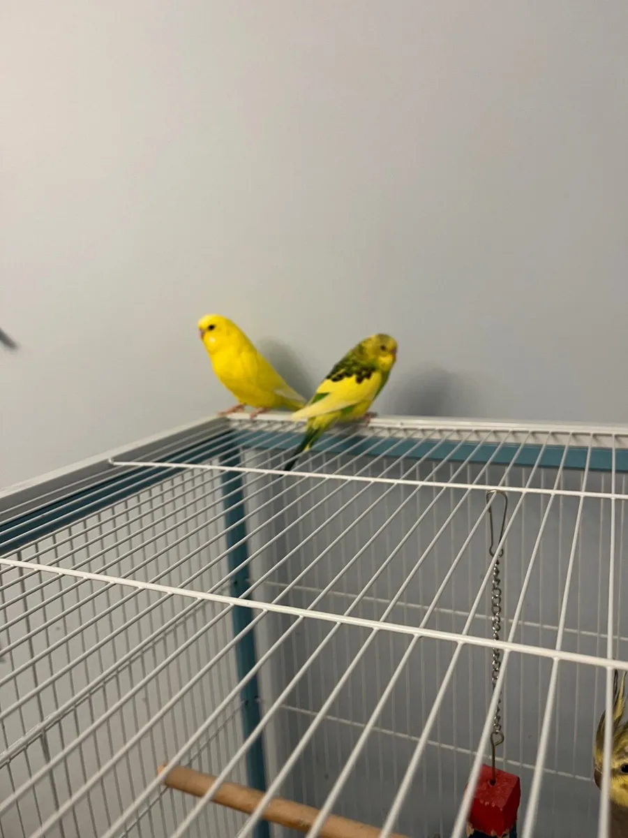Birds - Image 1