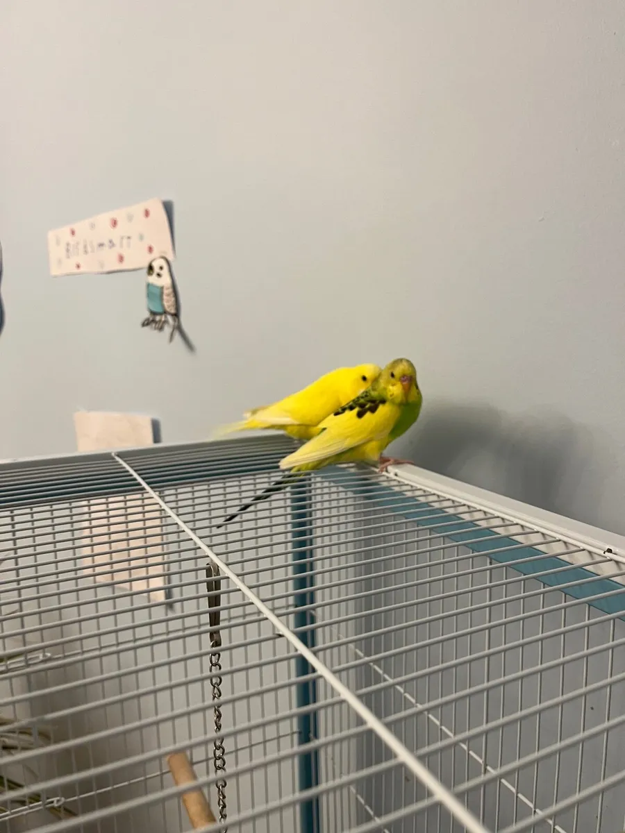 Birds - Image 2