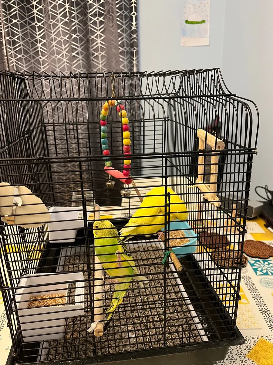 Birds - Image 3