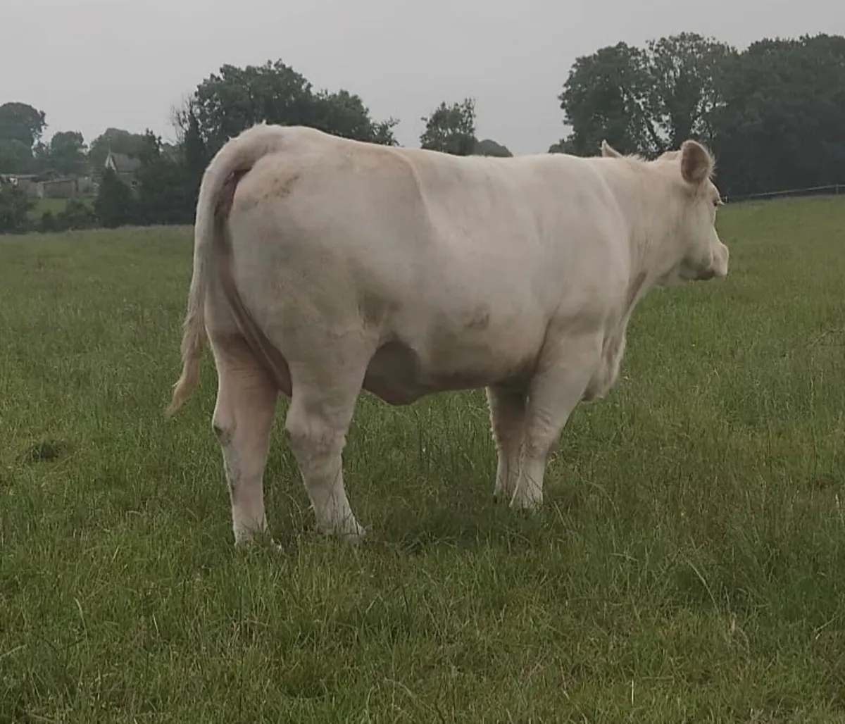 Cull Charolais Cow - Image 1