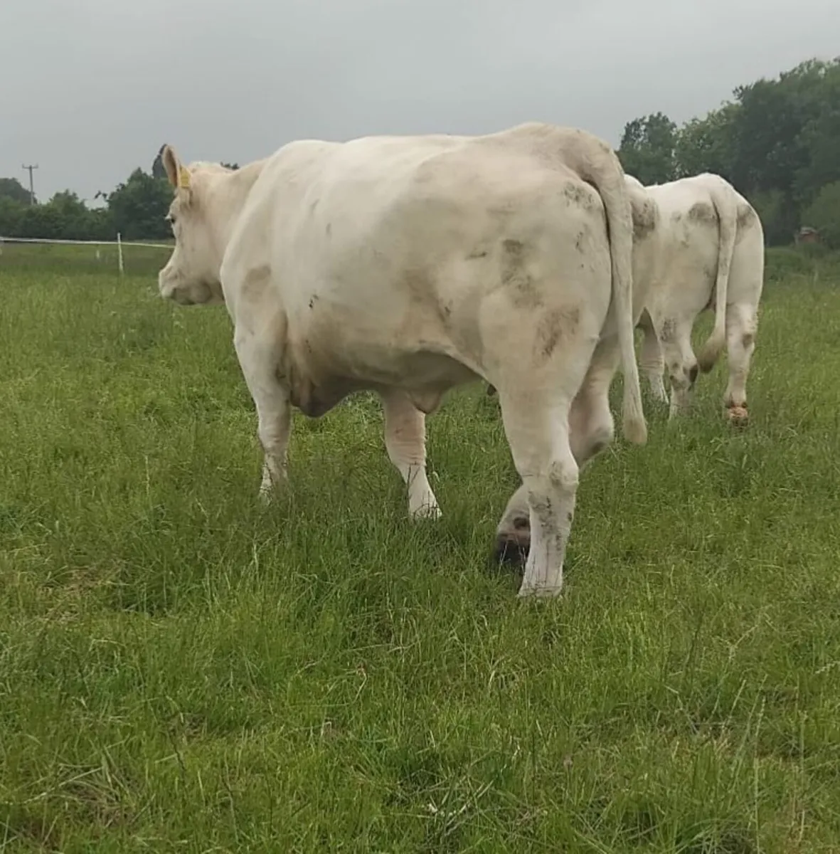 Cull Charolais Cow - Image 2