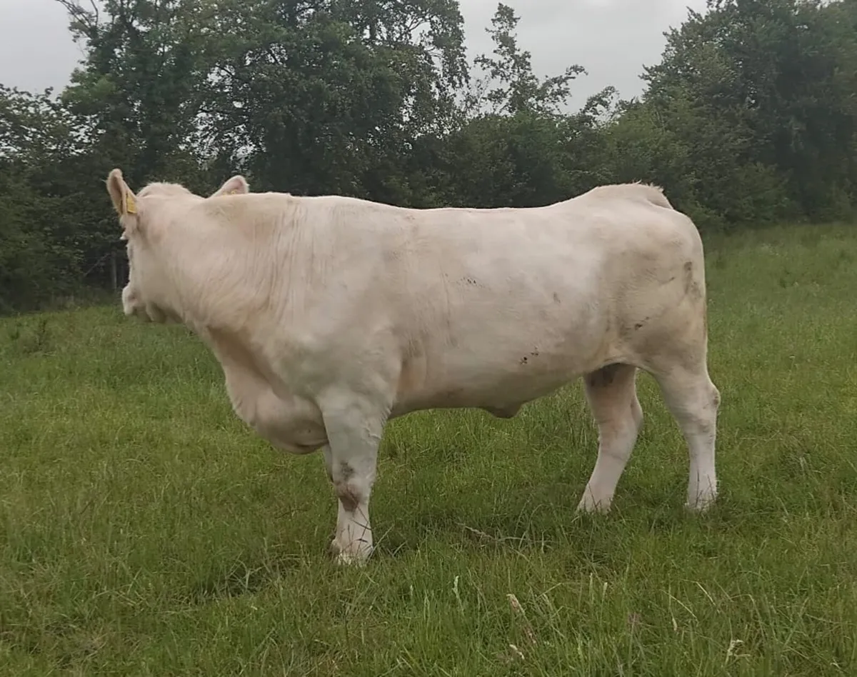 Cull Charolais Cow - Image 3