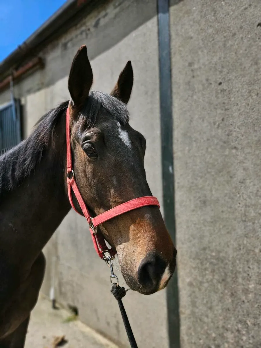 Quiet Riding Horse - Image 1