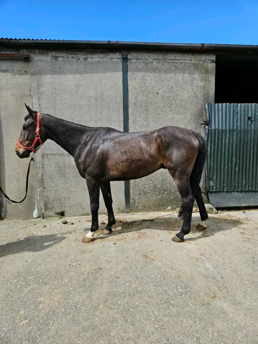 Quiet Riding Horse - Image 2