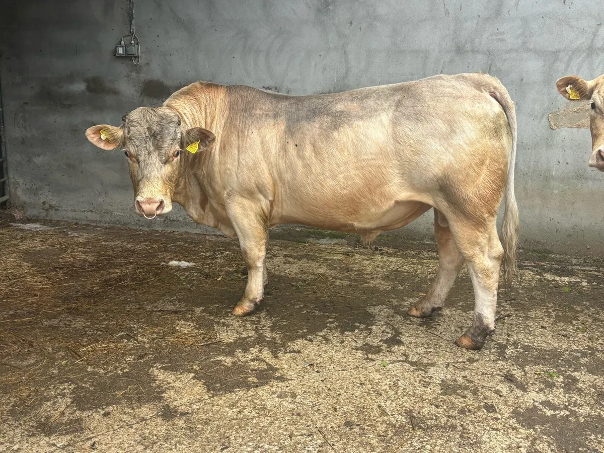 Pedigree Charolais Bull - Image 1