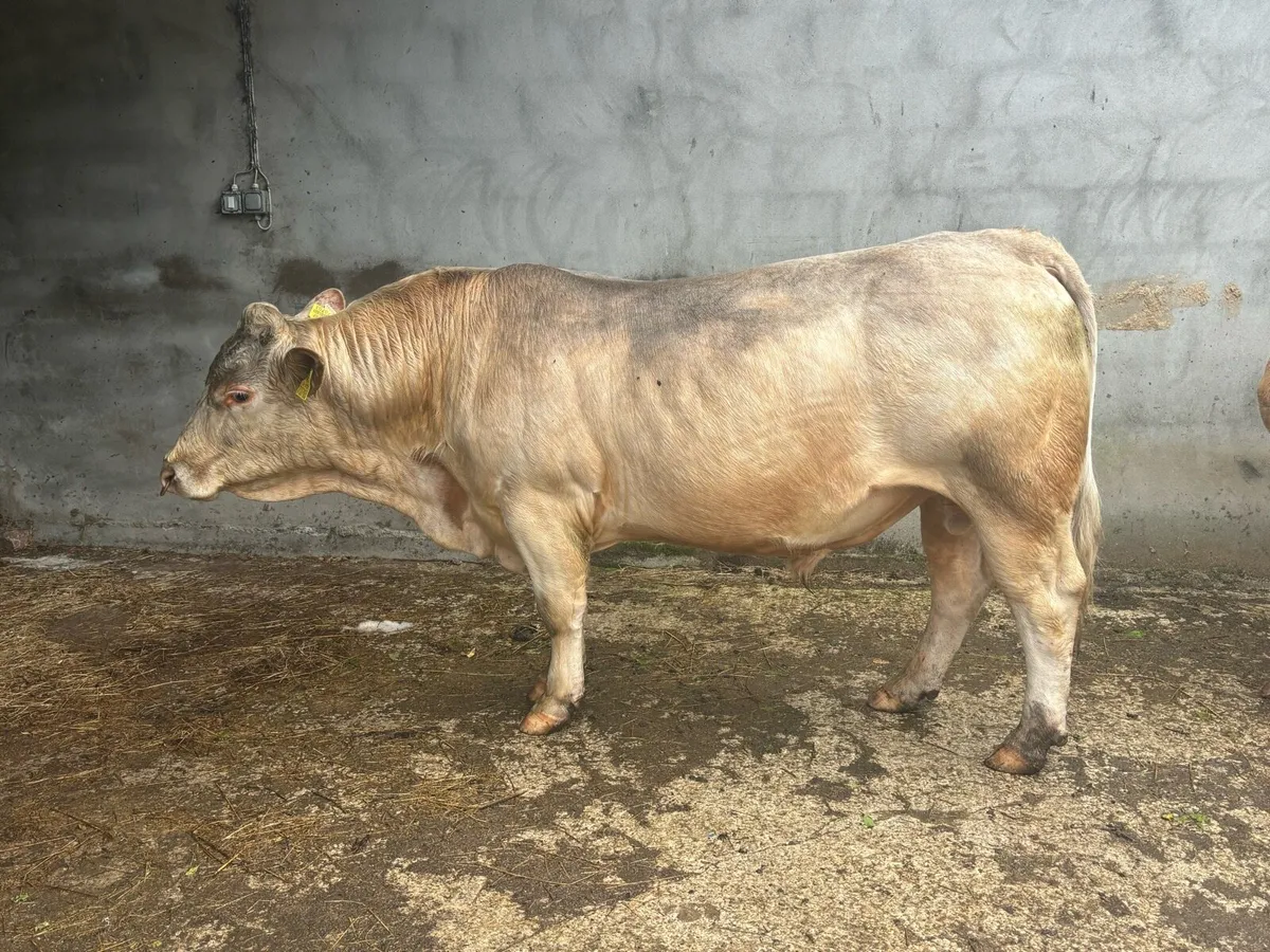 Pedigree Charolais Bull - Image 2