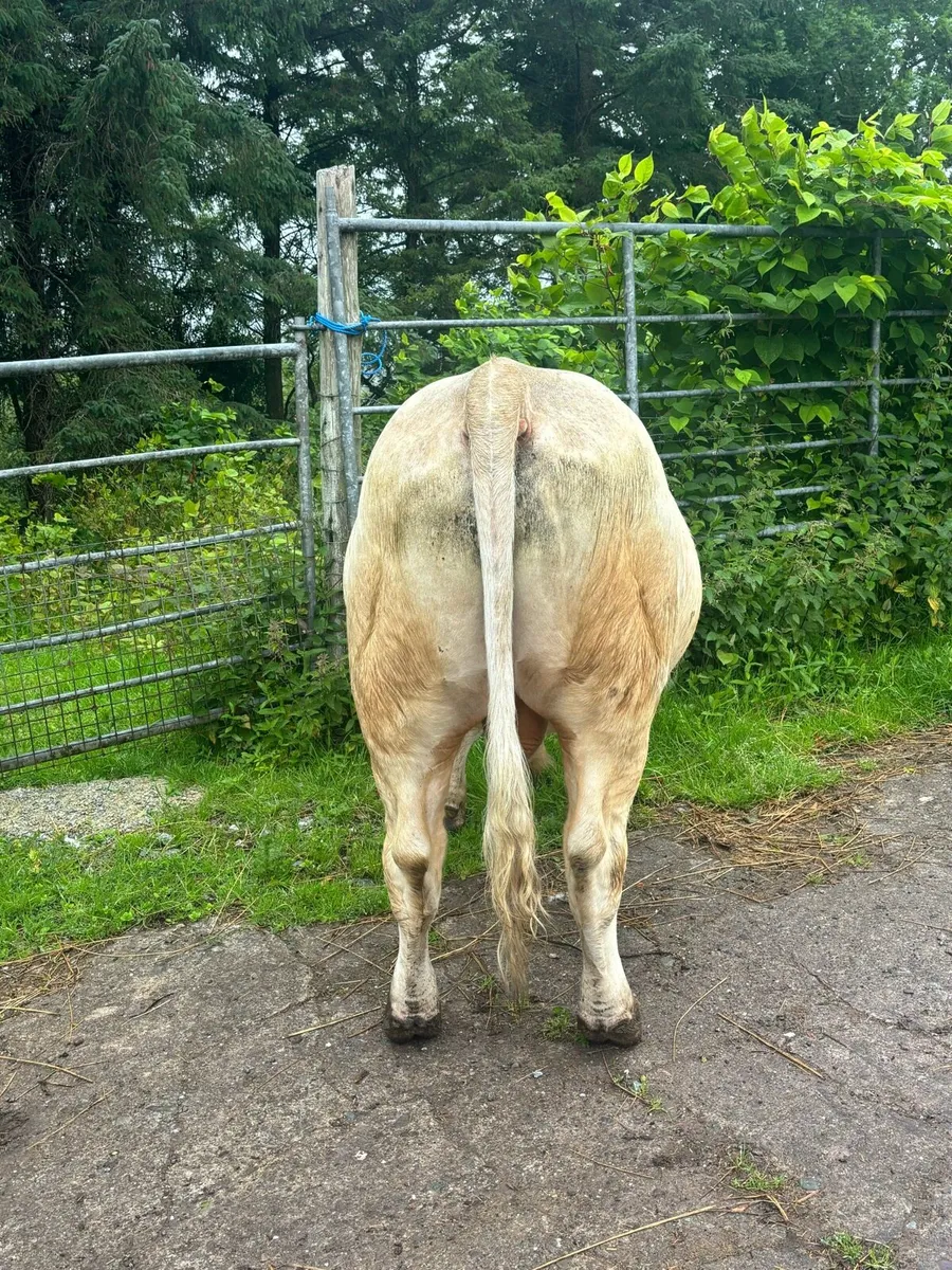 Pedigree Charolais Bull - Image 3