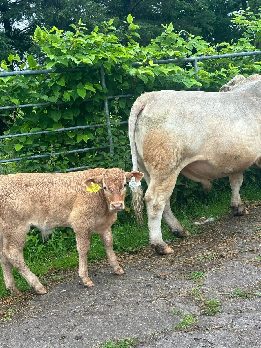 Pedigree Charolais Bull - Image 4